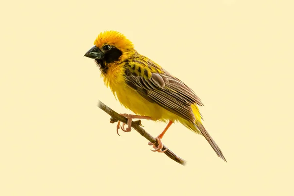 Jasne i żółtawe męskie Asian Golden Weaver perching na okoń izolowane na bladożółtawym tle — Zdjęcie stockowe