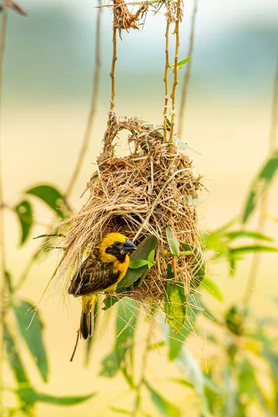Jasny i żółtawy mężczyzna Asian Golden Weaver perching na okoń w pobliżu jego gniazdo — Zdjęcie stockowe