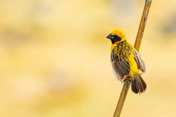 Brilhante e amarelado macho asiático Golden Weaver poleiro no poleiro, olhando para uma distância — Fotografia de Stock