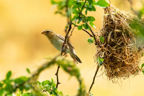 Heldere en gelige vrouwelijke Aziatische gouden Wever op baars in de buurt van zijn nest — Stockfoto