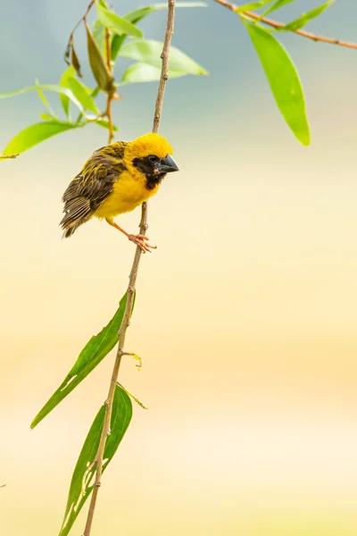 Bright and yellowish male Asian Golden Weaver perching on perch, looking into a distance — Stock Photo, Image