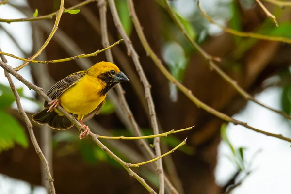 Bright and yellowish male Asian Golden Weaver perching on perch, looking into a distance — Stock Photo, Image