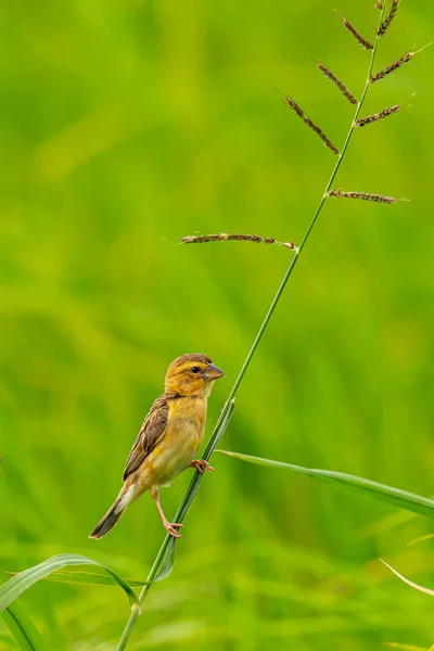 Weibliche asiatische Goldweberin hockt auf Grashalm und schaut in die Ferne — Stockfoto