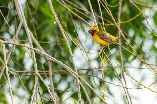 Brilhante e amarelado macho asiático Golden Weaver poleiro no poleiro, olhando para uma distância — Fotografia de Stock