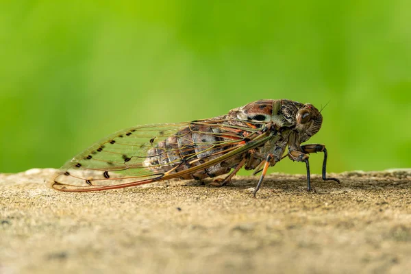 Velký Cicada perčící se na cementové podlaze — Stock fotografie