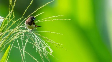 Beyaz kıçlı Munia çim sapı üzerinde tüneme ve tohumları ile beslenme