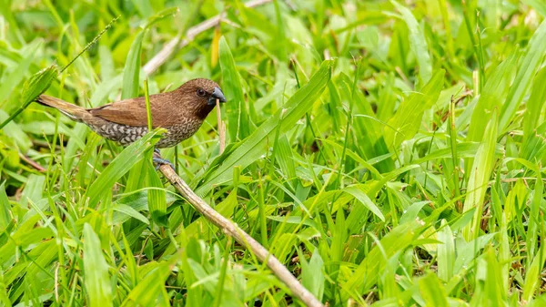 Šupinatá Munia, která má v zobáku kus sušené trávy a dívá se do dálky — Stock fotografie