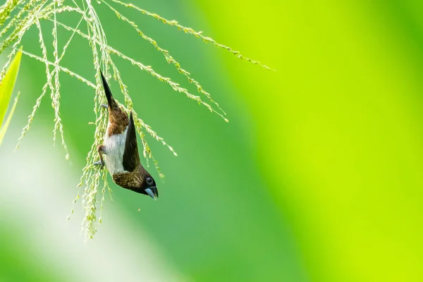 Munia à croupion blanc perché sur la tige d'herbe et se nourrissant de ses graines — Photo