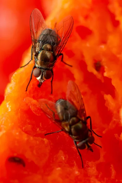 Houseflies feeding on rotten papaya meat