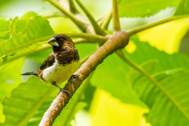 Beyaz kıçlı Munia bir levrek üzerinde bir mesafe bakarak tüneme