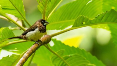 Beyaz kıçlı Munia bir levrek üzerinde bir mesafe bakarak tüneme
