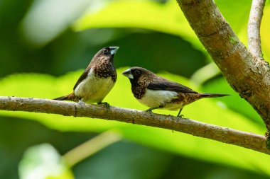 İki beyaz kıçlı Munia bir levrek üzerinde bir mesafe bakarak tüneme