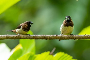 İki beyaz kıçlı Munia bir levrek üzerinde bir mesafe bakarak tüneme