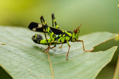 Güzel yeşilimsi Maymun Çekirge (Erianthus versicolor) bir yaprak üzerinde tüneyen