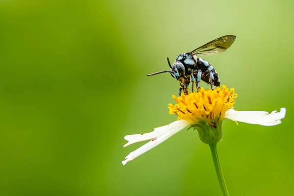 Neon Cockoo Bee recogiendo polen de pequeña flor de margarita con fondo verde borroso —  Fotos de Stock