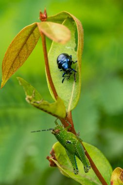 Yaprak böceği (Platycorynus peregrinus) aşağıda tüneme bir çekirge ise yaprak üzerinde tüneme