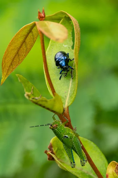 Escarabajo de la hoja (Platycorynus peregrinus) posado sobre la hoja mientras un saltamontes se posaba abajo —  Fotos de Stock