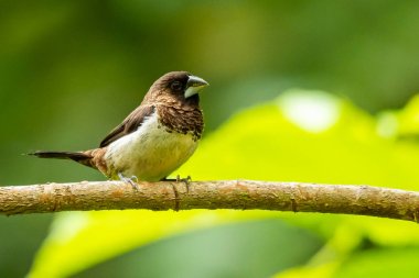 Beyaz kıçlı Munia bir levrek üzerinde bir mesafe bakarak tüneme