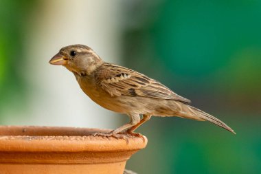 Dişi Russet Serçe, gagasında pirinç tanesi yle kil bir kaseye tüne