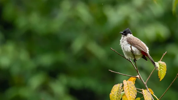 Testa di fuliggine Bulbul appollaiato sul pesce persico selvatico himalayano ciliegia e gonfiare piumaggio — Foto Stock