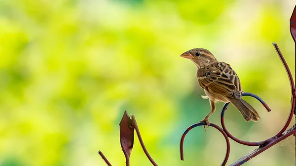 Gorrión Russet hembra posado en una valla, mirando a una distancia — Foto de Stock