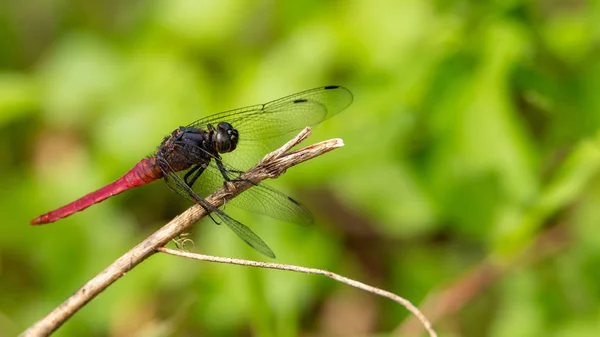 Gerinc-tufted Skimmer szitakötő ázsiai díszmadár a sügér zöld homályos háttér — Stock Fotó