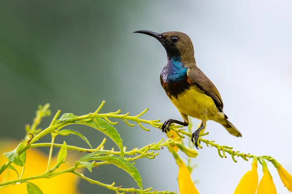 Männlicher, olivgrüner Sonnenvogel sitzt auf gelbem Trompetenblumenbarsch — Stockfoto