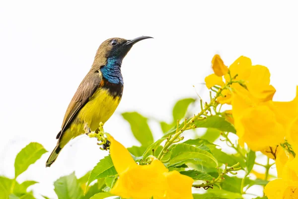 Птица с оливковой спинкой, сидящая на цветочном окуни желтой трубы — стоковое фото