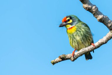 Bakırcı barbet arka planda mavi gökyüzü ile bir mesafe bakarak bir levrek üzerinde tüneme