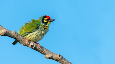 Bakırcı barbet arka planda mavi gökyüzü ile tüylerini şişiren bir levrek üzerinde tüneme