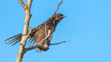 Kadın Asya Koel sabah güneş ışığı ve mavi gökyüzü arka plan ile güneşlenmek için bir levrek tüneme
