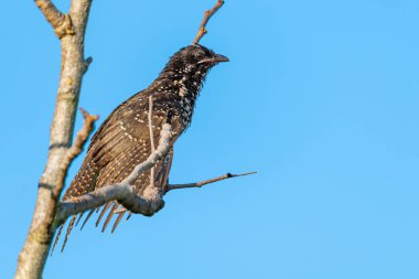 Kadın Asya Koel sabah güneş ışığı ve mavi gökyüzü arka plan ile güneşlenmek için bir levrek tüneme