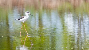 Siyah kanatlı Stilt wading ve kıyı intertidal bölgeden yiyecek bulma