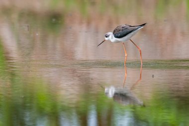 Siyah kanatlı Stilt wading ve kıyı intertidal bölgeden yiyecek bulma