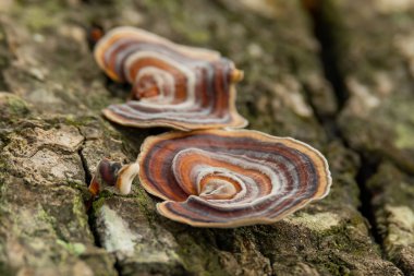 Turkey Tail Mushroom growing on dead hardwood stump clipart