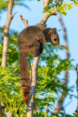 Tayland ortak sincap bir ağaca tüneme bir mesafe içine bakarak