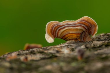 Ölü parke kütüğünde yetişen Hindi Kuyruk Mantarı