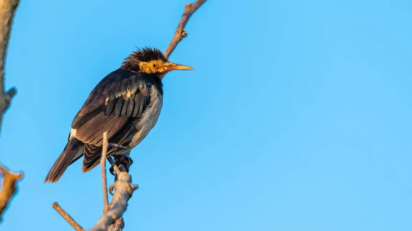 Asiatico Pied Starling appollaiato su un trespolo guardando in una distanza con sfondo cielo blu — Foto Stock