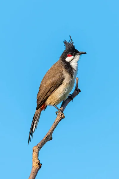 Red-whiskered bulbul perching on a perch looking into a distance with blue sky background — Stock Photo, Image