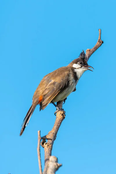 Bulbul bigoteado rojo posado en una percha mirando a una distancia con fondo de cielo azul — Foto de Stock