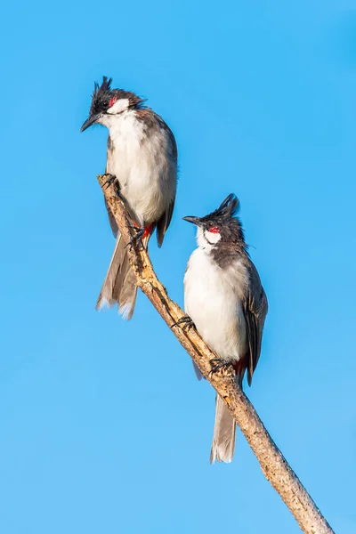 Dos bulbulbos rojo-batidos posando en una percha mirando a una distancia con fondo azul del cielo — Foto de Stock