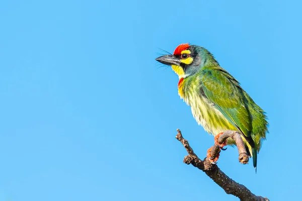 Coppersmith barbet perching on a perch looking into a distance with blue sky in background — Stock Photo, Image