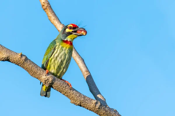 Coppersmith barbet poleiro em um poleiro com uma fruta banyan no bico, céu azul no fundo — Fotografia de Stock