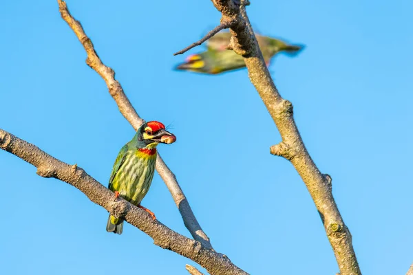 Kupferschmied Barbet hockt auf einer Barsche mit einer Banyan-Frucht im Schnabel, blauer Himmel im Hintergrund — Stockfoto