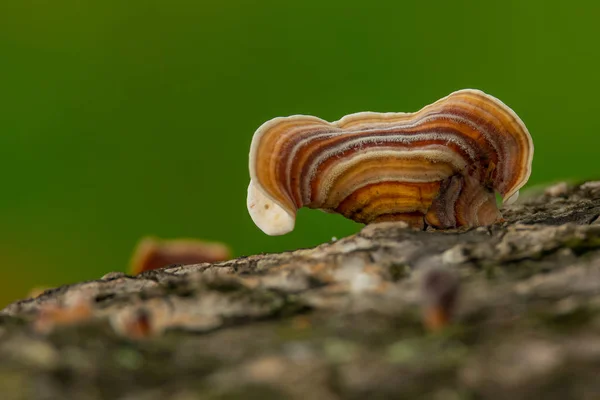 Peru Tail Mushroom crescendo no toco de madeira morta — Fotografia de Stock