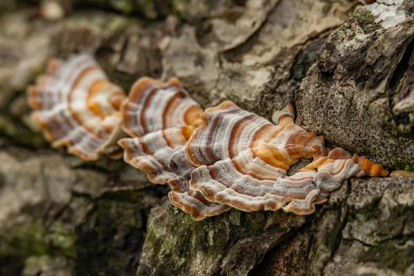 Peru Tail Mushroom crescendo no toco de madeira morta — Fotografia de Stock