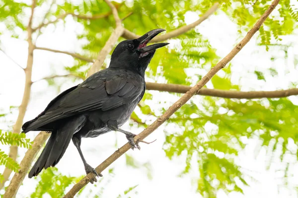 Крупноклювая ворона, сидящая на окуни и смотрящая вдаль — стоковое фото