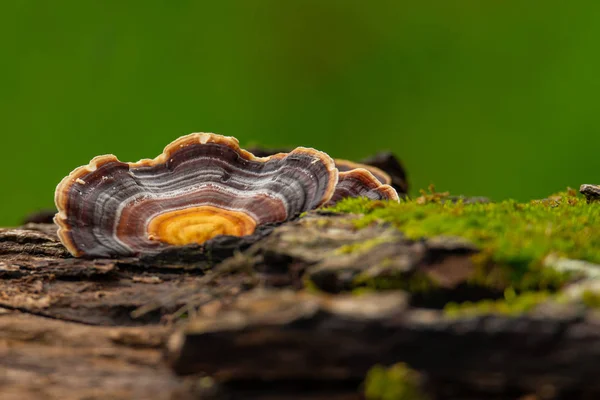 Peru Tail Mushroom crescendo no toco de madeira morta — Fotografia de Stock