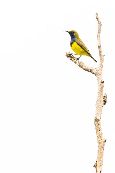 Sameček olivově podpojištěný ptáček na bidýlku s pohledem na vzdálenost izolovanou na bílém pozadí — Stock fotografie