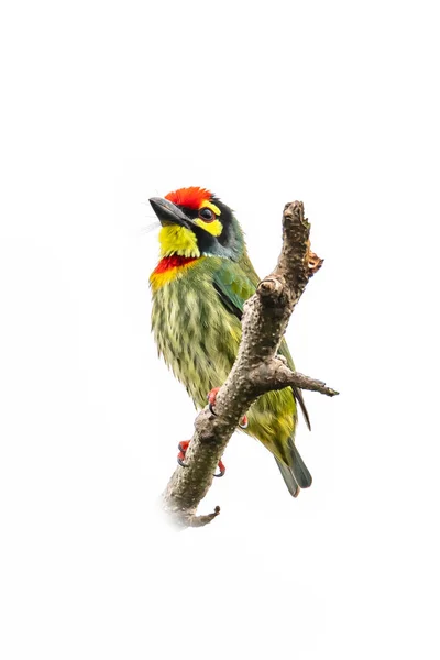 Coppersmith Barbet na bidýlku a dívá se na vzdálenost izolovanou na bílém pozadí — Stock fotografie